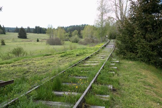 trail rails in the deep forest