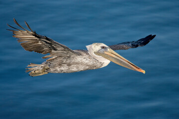 Brown pelican in flight.