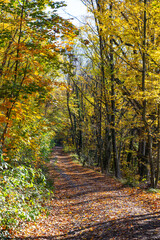 Fototapeta na wymiar Autumn forest landscape on sunny day