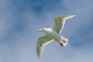 Glaucous-winged Gull (Larus glaucescens) at Chowiet Island, Semidi Islands, Alaska, USA