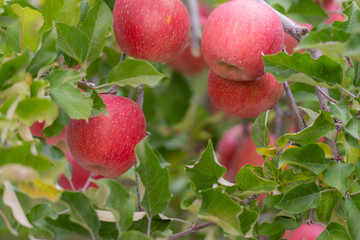 果樹園の美味しそうなリンゴ　