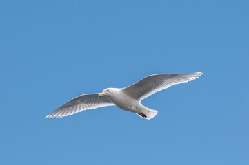 Obraz premium Glaucous-winged Gull (Larus glaucescens) at Chowiet Island, Semidi Islands, Alaska, USA