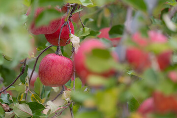 果樹園の美味しそうなリンゴ　