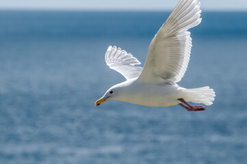 Glaucous-winged Gull (Larus glaucescens) at Chowiet Island, Semidi Islands, Alaska, USA