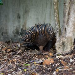 echidna foraging in fallen leaves