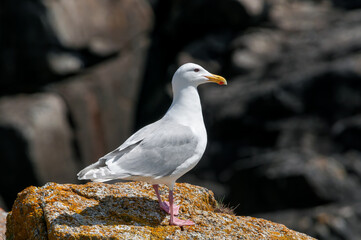 Glaucous-winged Gull (Larus glaucescens) at Chowiet Island, Semidi Islands, Alaska, USA