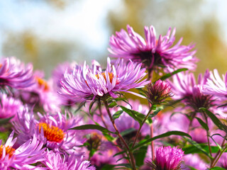 Obraz premium soft purple autumn daisies bloom before the first snow