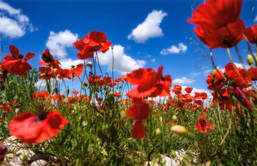 Obraz premium coquelicot