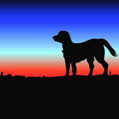 silhouette of a dog at sunset