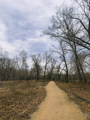 Pathway in the empty park, leafless trees, melancholic atmosphere 