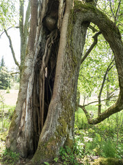 Fototapeta na wymiar hole in a tree trunk wood