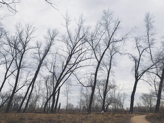 Pathway in the empty park, leafless trees, melancholic atmosphere 