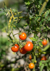 cherry tomatoes on the vine