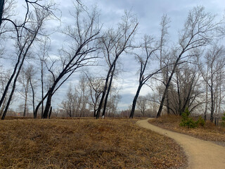 Fototapeta na wymiar Pathway in the empty park, leafless trees, melancholic atmosphere 