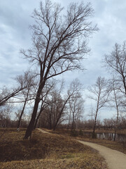 Pathway in the empty park, leafless trees, melancholic atmosphere 