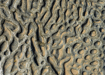 Close up photo of coral texture