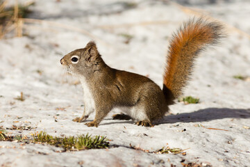 Naklejka na ściany i meble Alert cute American Red Squirrel in winter snow