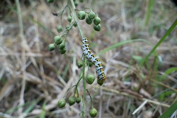 detail of a centipede on a grass