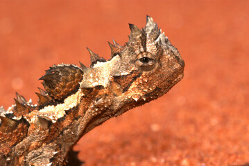 Head of reptile Thorny Devil, Moloch horridus, on red sand, Central Australia, close-up, lateral...