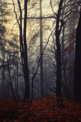 Fototapeta premium branches shaping a seven in a cold misty autumn forest grounded by dark red foliage