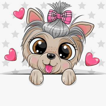 Yorkshire Terrier with a bow on a stars background