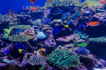Obraz na płótnie Canvas サンゴ礁とカラフルな魚