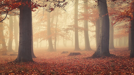 warm and misty trees in a autumn forest