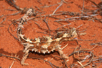 Reptile Thorny Devil, Moloch horridus, on red sand, Central Australia, lateral view