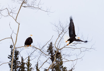 American Bald Eagles perched and starting to fly