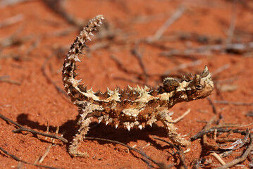 Reptile Thorny Devil, Moloch horridus, on red sand, Central Australia, lateral view
