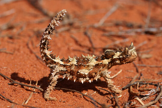 Reptile Thorny Devil, Moloch horridus, on red sand, Central Australia, lateral view