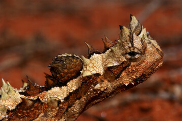 Head of reptile Thorny Devil, Moloch horridus, on red sand, Central Australia, close-up, lateral view