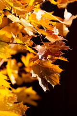 autumn maple yellow leaves as background