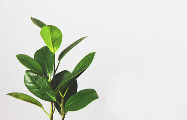Fototapeta na wymiar Ficus leaves adorn the composite design Stylish and minimalistic interior of the urban jungle