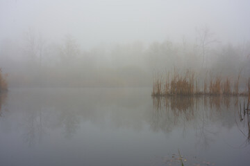 Morning fog on the forest sea in autumn