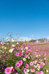 長崎県諫早市　白木峰高原に咲く秋桜