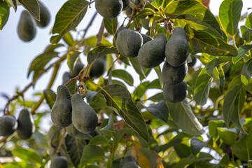 Avocado tree branch closeup with ripe fruits on a branch.