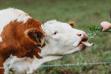 portrait of a cow being fed with tongue out