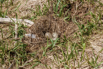 Nest of Glaucous-winged Gull (Larus glaucescens) at Chowiet Island, Semidi Islands, Alaska, USA