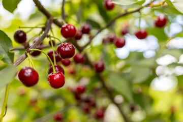 Cherry tree branch closeup with selective focus. Authentic farm series