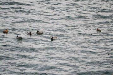family of ducks