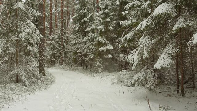 Beautiful winter landscape. Fresh white snow falls on road in forest.