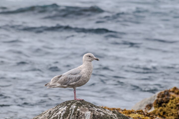 Immature Glaucous-winged Gull (Larus glaucescens) at Chowiet Island, Semidi Islands, Alaska, USA