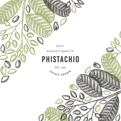 Hand drawn phistachio branch and kernels design template. Organic food vector illustration on white background. Retro nut illustration. Engraved style botanical banner.