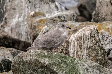 Glaucous-winged Gull (Larus glaucescens) fledgeling Chowiet Island, Semidi Islands, Alaska, USA