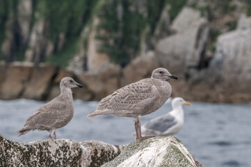 Fledgling and adult Glaucous-winged Gulls (Larus glaucescens) at Chowiet Island, Semidi Islands, Alaska, USA