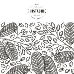 Hand drawn phistachio branch and kernels design template. Organic food vector illustration on white background. Retro nut illustration. Engraved style botanical banner.