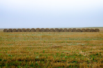 Straw bales in the autumn field are waiting for their turn to be transported