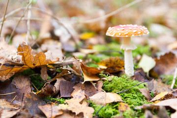 Mushrooms in the forest