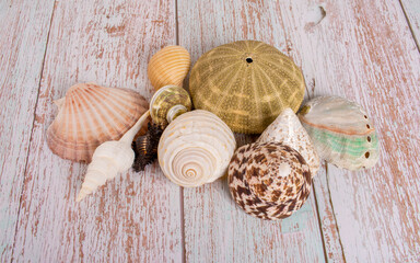 Sea Shells on the wooden floor